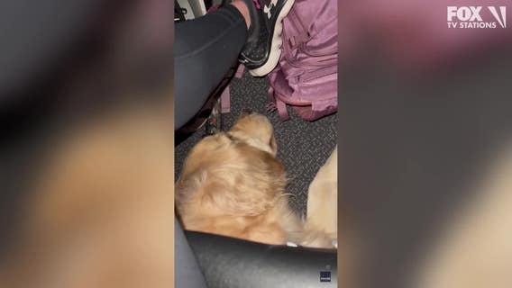 Watch: Golden retrievers appear under seats during best flight ever
